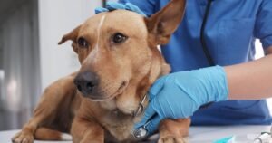 Vet alert over traits in dogs that instantly show they’re ‘unhealthy’