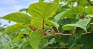 These 4 invasive plants could see you slapped with hefty fines