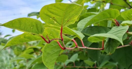 These 4 invasive plants could see you slapped with hefty fines