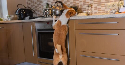 Pet cam saves home as owners spot dog barking in kitchen