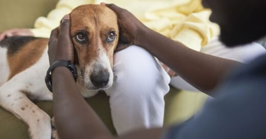 Dog owners urged to take special precautions next week