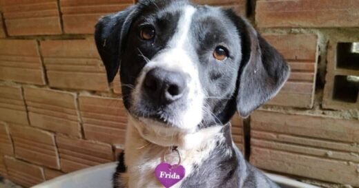 Dog is left forgotten in kennels for 3 years for sad reason