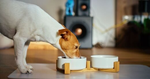 ‘I’m a vet and the Japanese diet could help your dog live longer’