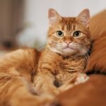 These 5 traits could be signs your cat is trying to protect you