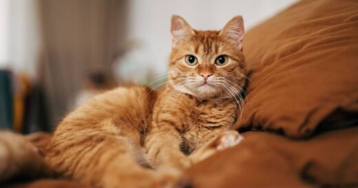 These 5 traits could be signs your cat is trying to protect you