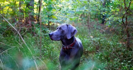 ‘I’m a vet – 3 breeds I would never recommend as a first dog’