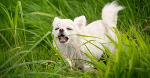 Vet shares 2 dog breeds that are ‘most likely to bite you’