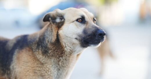 ‘Puppy wandered into my home with no collar then I hit the jackpot’