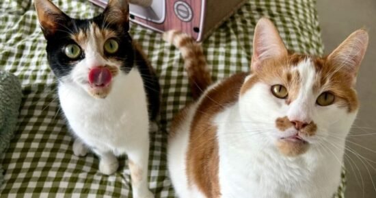 I made a small change to my cats’ food — the difference was amazing