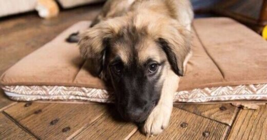 No one can get over the results after Retriever and German Shepherd have puppies