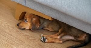 1 common mistake dog owners do ‘makes pet’s separation anxiety worse’