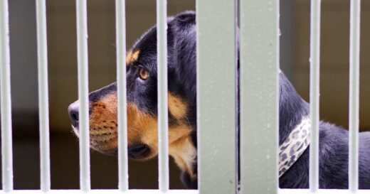 Dog lovers in awe of Rottweiler and German Shepherd crossbreed | Weird | News