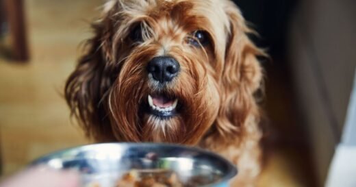Food items you should never feed your dog – causes ‘pain’