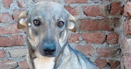 Poor 3-legged rescue dog who ‘loves to cuddle’ is desperate for a home