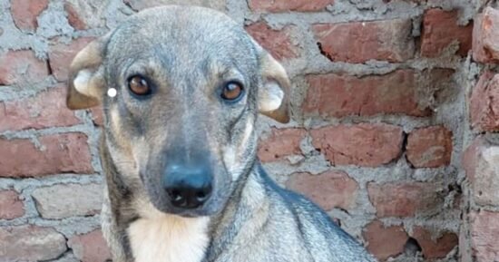 Poor 3-legged rescue dog who ‘loves to cuddle’ is desperate for a home