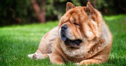 UK’s top 10 ‘most dangerous’ dogs — XL Bully is not on the list