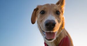 Dogs ‘could be shot’ at popular beauty spot in pretty tourist area