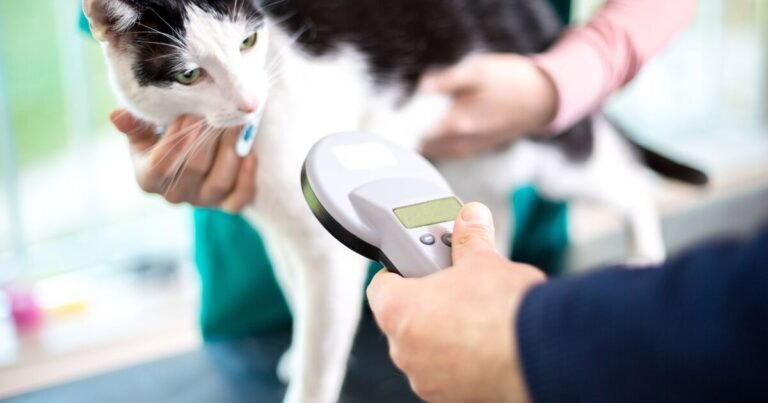 Woman rescues stray cat but makes heartbreaking find at vets