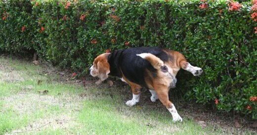 ‘I’m a dog trainer and it’s better if pets squat to pee’ | UK | News