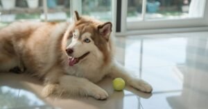 ‘Reactive’ husky’s reaction to new sibling catches owners off guard