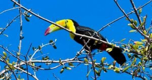 Toucan seen flying around Las Vegas is rescued after surviving in desert for months