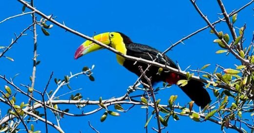 Toucan seen flying around Las Vegas is rescued after surviving in desert for months