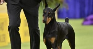 Doberman gets moment of redemption as Best in Show at Westminster