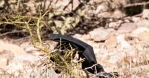 Investigators search near Nancy Guthrie’s home following detained subject’s release