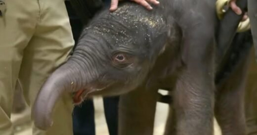 National Zoo asks for public's help naming first baby elephant born there in 25 years