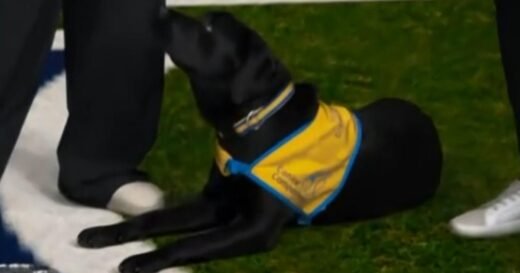 Scoop the dog makes Super Bowl pick