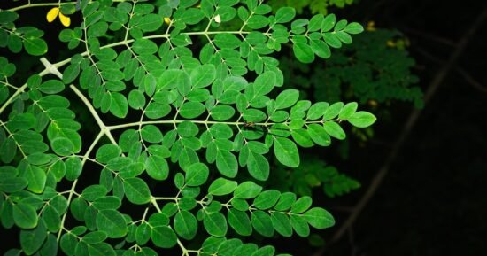 FDA investigating Salmonella outbreak connected to moringa powder