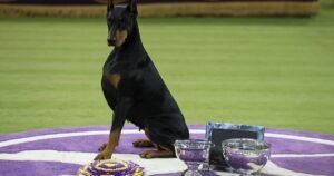 Penny the Doberman pinscher wins best in show at 150th Westminster Kennel Club Dog Show
