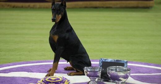 Penny the Doberman pinscher wins best in show at 150th Westminster Kennel Club Dog Show