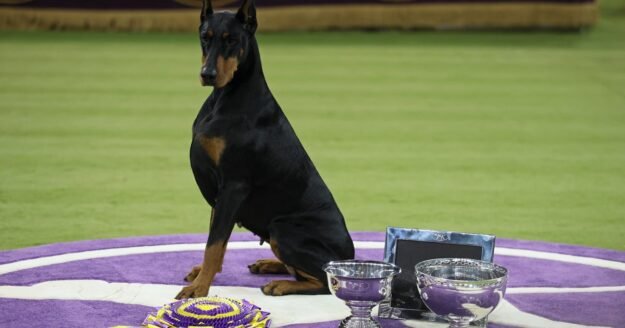 Penny the Doberman pinscher wins best in show at 150th Westminster Kennel Club Dog Show