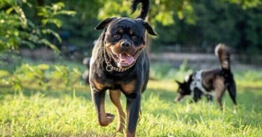 Dog breeds with shortest lifespan named — one has life expectancy of 5.4 years