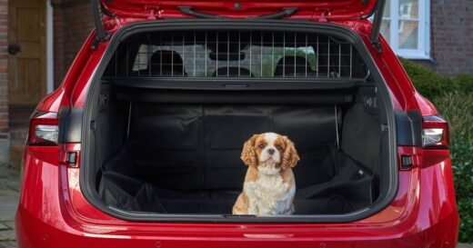 6 steps for a stress-free car journey with your dog – as one in three avoid it