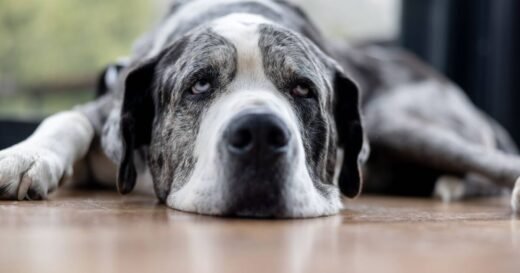 Professional dog trainer names 3 breeds they ‘never recommend’