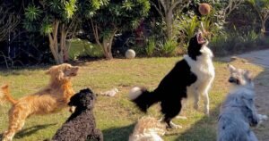 Dog trainer says 3 breeds are worst behaved and they’re really popular