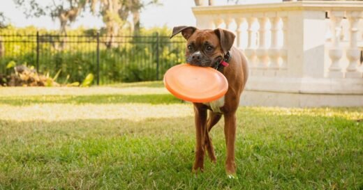 27 dog breeds that need most walks and exercise named by dog trainer