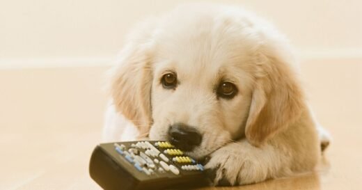 Owner whose dog won’t cuddle shares ‘puppy blues’ struggle