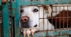 ‘Happy’ dog pleads for new home after heartbreaking message