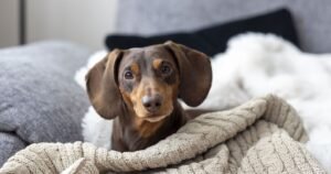 Couple gobsmacked when adopted ‘sausage dog’ becomes another breed