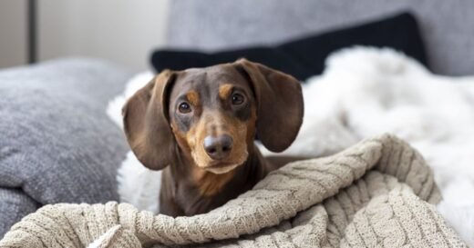 Couple gobsmacked when adopted ‘sausage dog’ becomes another breed