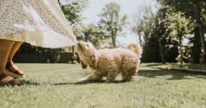 Dog owner shares 1 thing to know about the puppy blues