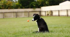 Dog melts hearts with reaction after moving from small flat to houss