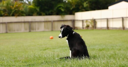 Dog melts hearts with reaction after moving from small flat to houss