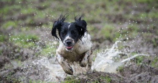 Dog owners warned of ‘unlimited fines’ due to rule starting in days
