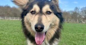 Loving dog who’s been ignored for 3 years desperately needs UK home