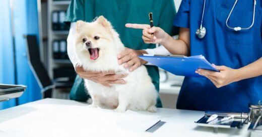 Vet advises 1 key change in pets could be sign end is near