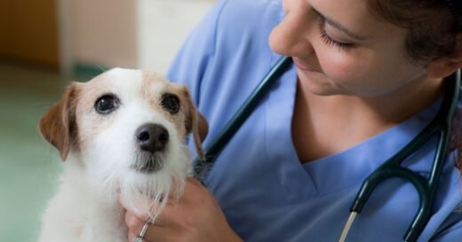 Vet says all owners ask 1 question when saying goodbye